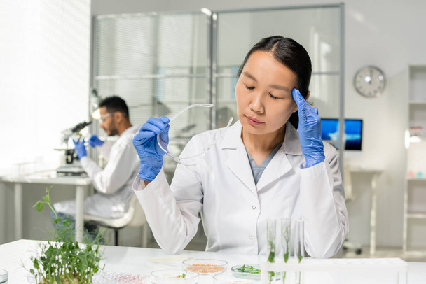 Młoda zmęczona azjatycka badaczka w białym płaszczu i rękawiczkach dotykająca głowy podczas badania próbek kiełków hodowlanych w laboratorium - Zdjęcie, obraz