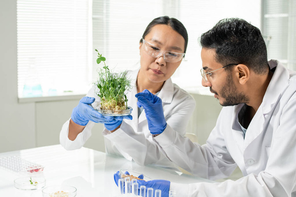 Jonge vrouwelijke laboratoriummedewerker in handschoenen en whitecoat met groene lab-geteelde soja spruiten, terwijl haar collega gaat om een te nemen - Foto, afbeelding