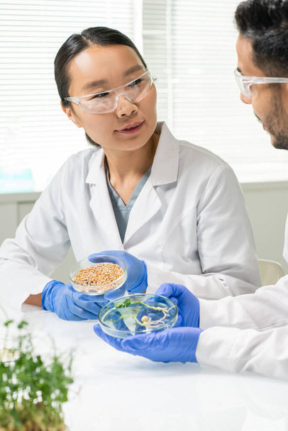 Twee jonge interculturele wetenschappers die petrischalen met tarwekorrels en in het lab geteelde sojascheuten houden tijdens de bespreking van hun kenmerken - Foto, afbeelding