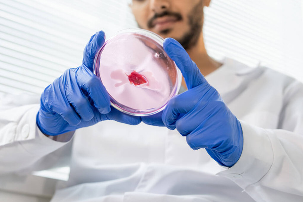Ręce rękawiczki młodego męskiego pracownika kontroli jakości żywności w białym płaszczu gospodarstwa płytki Petriego z malutką próbką surowego mięsa roślinnego w laboratorium - Zdjęcie, obraz