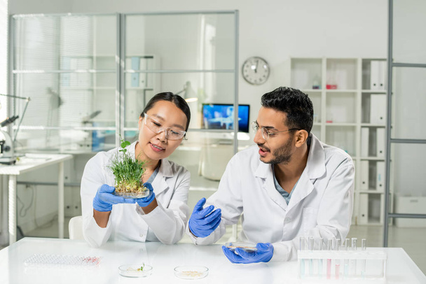 Junge Labormitarbeiterin in Handschuhen und weißem Mantel mit grünen Sojasprossen aus dem Labor über dem Arbeitsplatz mit ihrem Kollegen in der Nähe - Foto, Bild