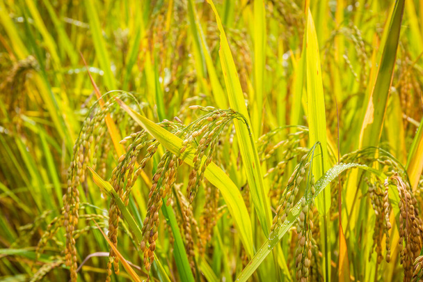 Крупный план риса на золотых полях готов к уборке под утренним солнцем. Выберите фокус - Фото, изображение