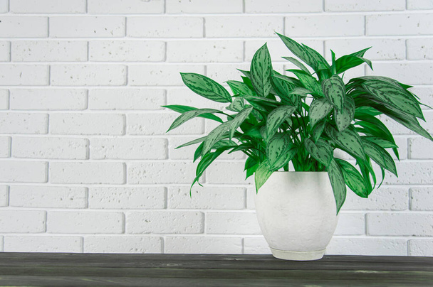vaso da fiori verde su superficie di legno contro sfondo muro di mattoni - Foto, immagini