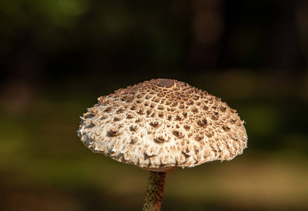 Ripe parasol mushroom Macrolepiota procera or Lepiota procera  - Photo, Image