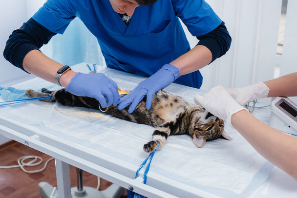 In a modern veterinary clinic, the cat is examined and prepared for surgery by shaving its belly. Veterinary clinic - Valokuva, kuva