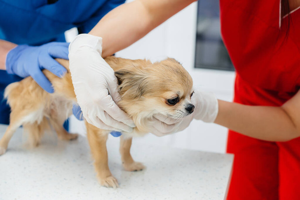 In a modern veterinary clinic, a thoroughbred Chihuahua is examined and treated on the table. Veterinary clinic - Foto, imagen