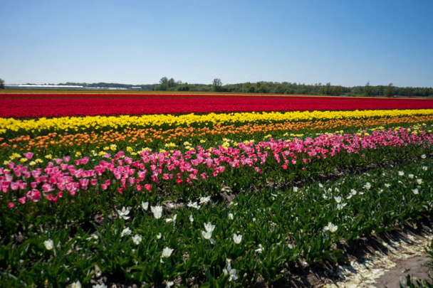 Hollandia, Lisse, Európa, egy virágos kert közelsége - Fotó, kép