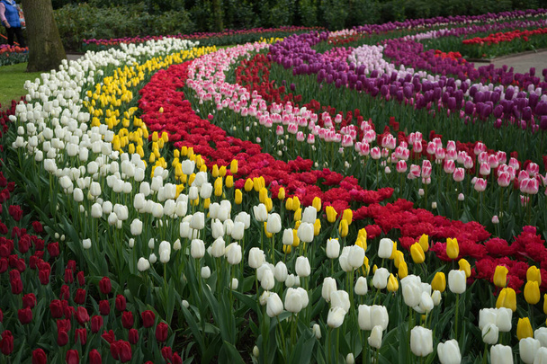 Krásné barevné tulipány květiny s krásným pozadím na jaře - Fotografie, Obrázek