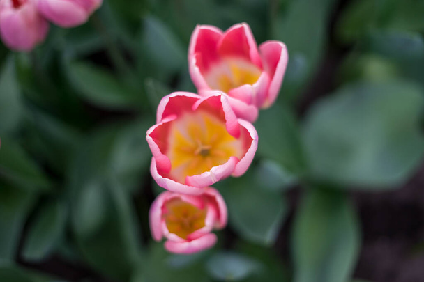 Квітковий сад (Нідерланди, Європа) - рожева квітка на рослині. - Фото, зображення