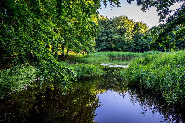 Etang d'eau à Haagse Bos, forêt à La Haye, Pays-Bas, Europe - Photo, image