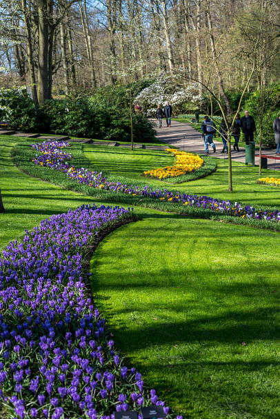 花の庭、オランダ、ヨーロッパ、緑豊かな緑のフィールドの閉鎖 - 写真・画像