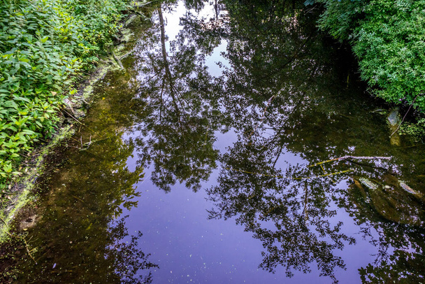 Reflet d'un arbre dans un étang d'eau à Haagse Bos, forêt à La Haye, Pays-Bas, Europe - Photo, image