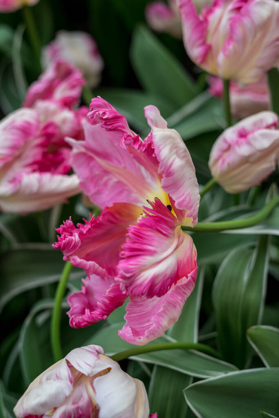 Цветочный сад, Нидерланды, Европа, ваза с розовыми цветами - Фото, изображение