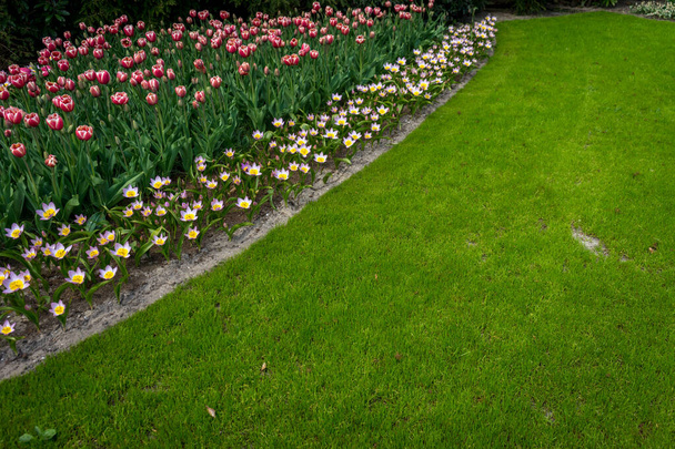 Nederland, Lisse, Europa, een bloem staat op een weelderig groen veld - Foto, afbeelding