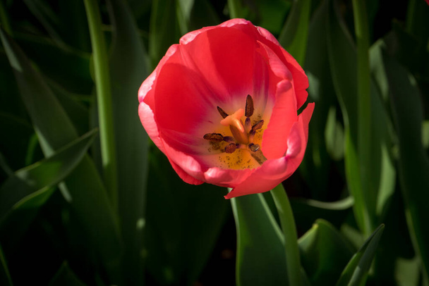 Hollanda, Lisse, Avrupa, yeşil yapraklı kırmızı bir çiçek - Fotoğraf, Görsel