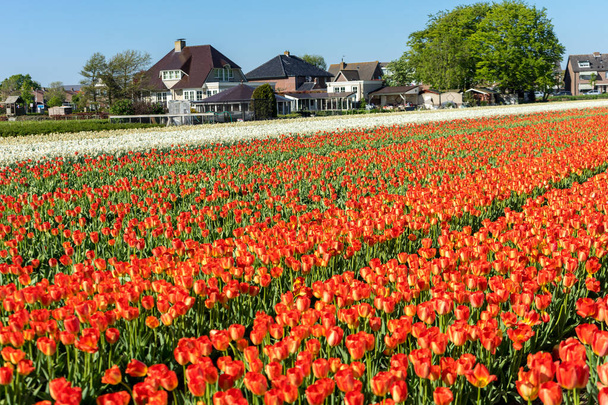 Netherlands, Lisse, Europe,  colourful flower bed - Foto, imagen