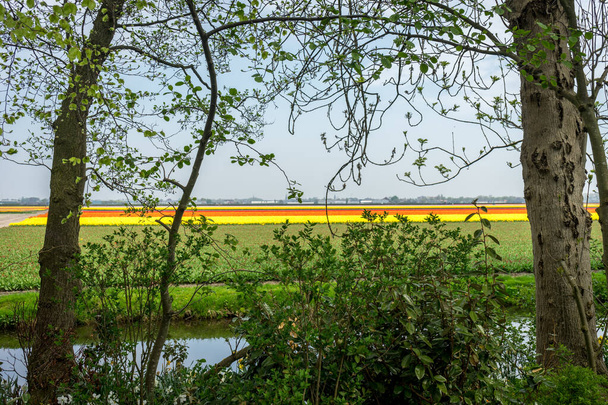 Нідерланди, Ліс, Європа - дерево перед озером. - Фото, зображення
