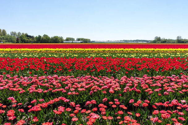 Nizozemsko, Lisse, Evropa, červený květ na poli - Fotografie, Obrázek