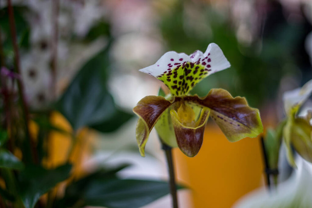 Blumengarten, Niederlande, Europa, eine Nahaufnahme einer Blume - Foto, Bild