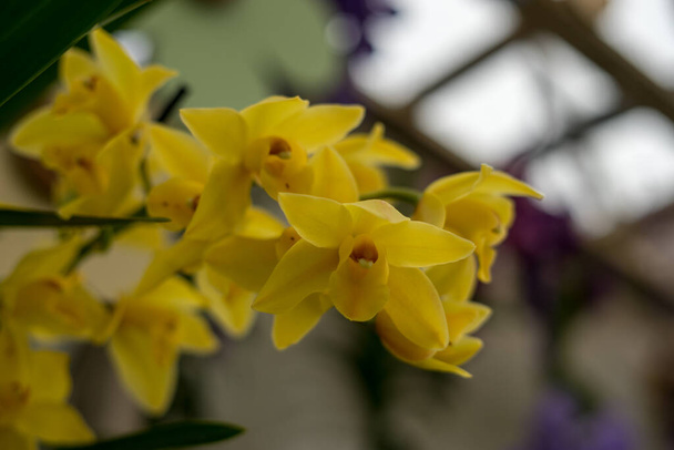 Flower garden, Netherlands, Europe, a close up of a yellow flower - Photo, Image