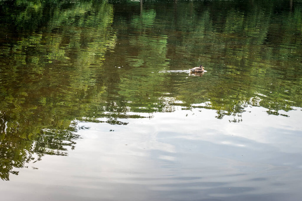 Un canard sur un étang boueux à Haagse Bos, forêt à La Haye, Pays-Bas, Europe - Photo, image