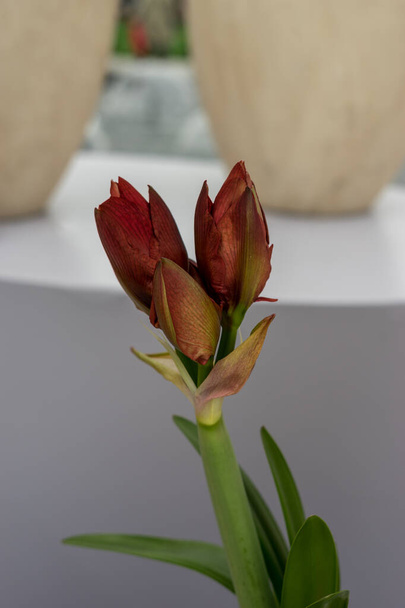 Blumengarten, Niederlande, Europa, eine Blumenvase auf einem Tisch - Foto, Bild