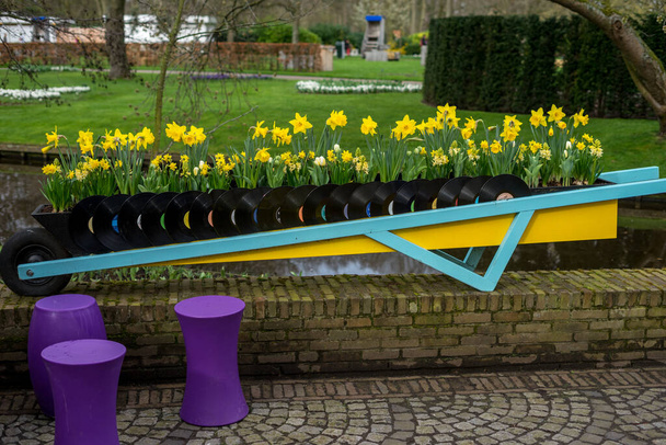 Çiçek bahçesi, Hollanda, Avrupa, Çitin önünde sarı bir çiçek - Fotoğraf, Görsel