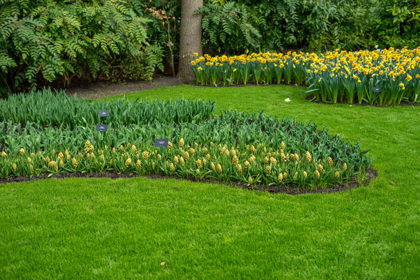Blumengarten, Niederlande, Europa, eine Blume steht auf einem saftig grünen Feld - Foto, Bild