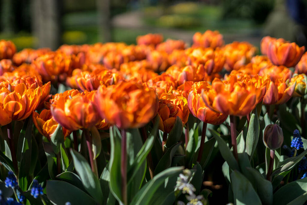 Blumengarten, Niederlande, Europa, ein Bündel Orangen sitzt auf einer Blume - Foto, Bild