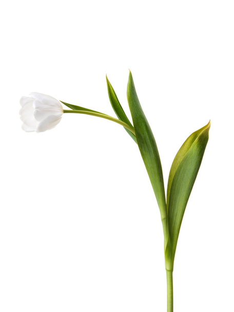 Tulip - Φωτογραφία, εικόνα