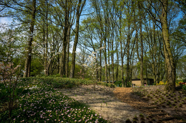 Holandia, Lisse, Europa, Drzewa i PLANTY W FORESIE - Zdjęcie, obraz