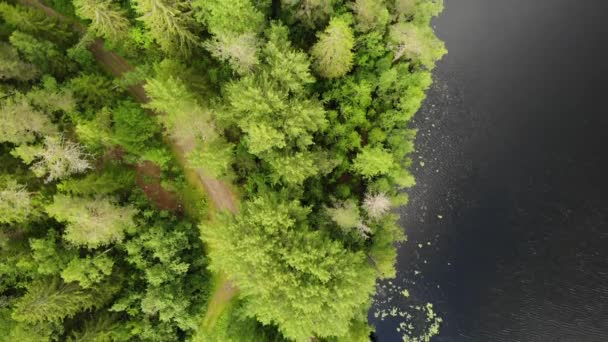 Lake shore with path in green summer pine forest with black water Karelia aerial - Footage, Video