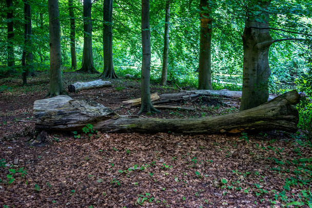 Un tronco di legno a Haagse Bos, foresta dell'Aia, Paesi Bassi, Europa - Foto, immagini