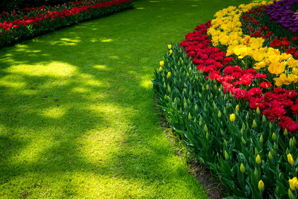 Netherlands,Lisse,Europe, a yellow flower in the grass - Φωτογραφία, εικόνα