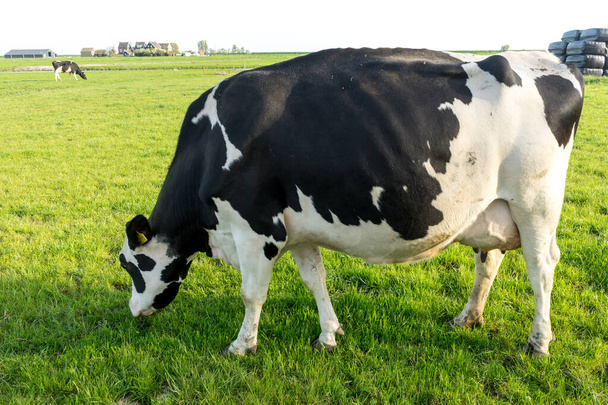 Paesi Bassi, zone umide, Maarken, Europa, mucche al pascolo in un campo - Foto, immagini