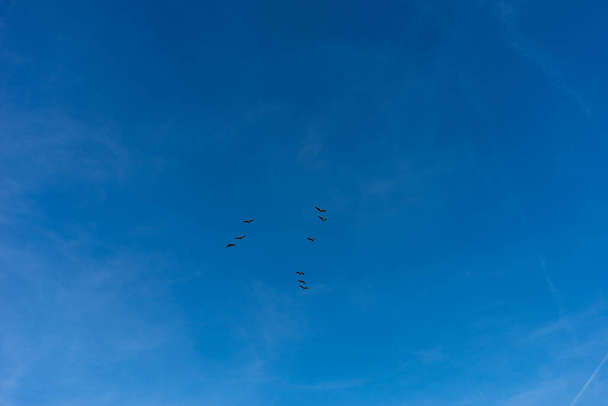 Holandia, Wetlands, Maarken, Europa, grupa ludzi puszczających latawce na niebie - Zdjęcie, obraz