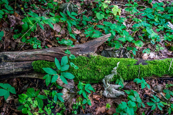 Moos wächst auf einem Holzstamm bei Haagse Bos, Wald in Den Haag, Niederlande, Europa - Foto, Bild