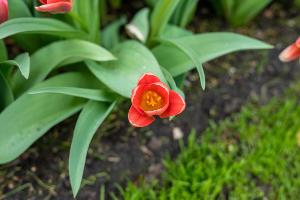 Квітковий сад (Нідерланди, Європа) - червона квітка з зеленим листям. - Фото, зображення