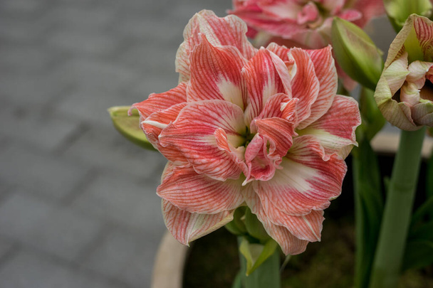 Flower garden, Netherlands, Europe, a close up of a flower - Photo, Image