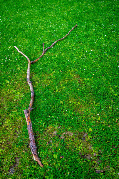 Un morceau de bois sur herbe verte à Haagse Bos, forêt à La Haye, Pays-Bas, Europe - Photo, image