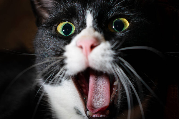 Yawning cat close up - Zdjęcie, obraz