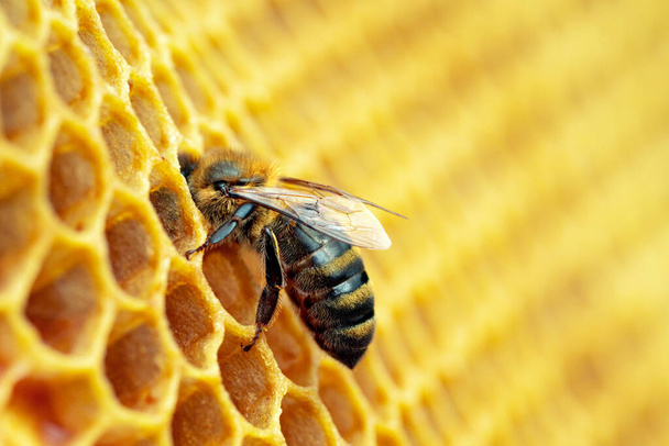 Bal peteği üzerinde çalışan arıların makro fotoğrafı. Arıcılık ve bal üretim imajı - Fotoğraf, Görsel