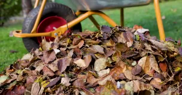 rastrillando hojas caídas de otoño en el jardín. pila de hojas de primer plano. slider tiro - Metraje, vídeo