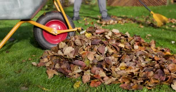 raking caído folhas de outono no jardim no dia ensolarado do outono. tiro deslizante - Filmagem, Vídeo