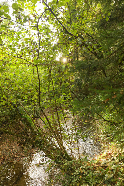 夏は森の中を、夏はウェールズの川を - 写真・画像