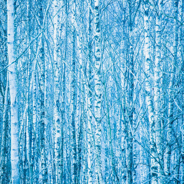 冬の白樺林の鬱蒼とした森 - 写真・画像