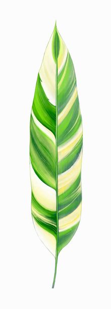Heliconia hoja variegada. Ilustración digital de follaje tropical exótico aislado sobre fondo blanco - Foto, Imagen