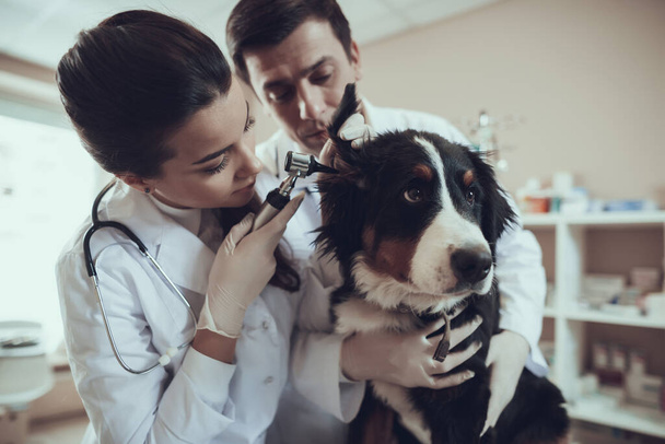 Woman doctor examines a dog in the office.  - Foto, immagini