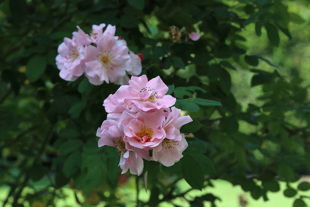 Het is een bloeiwijze bleke roze roos heup in de herfst. - Foto, afbeelding