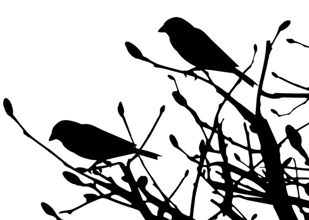 A silhouette of two birds in a tree in black on a white background - Photo, Image